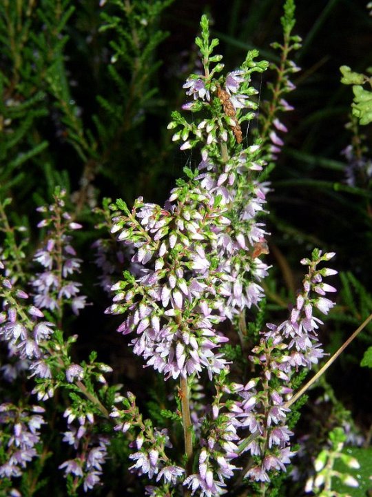 Callune vulgaire   Calluna vulgaris